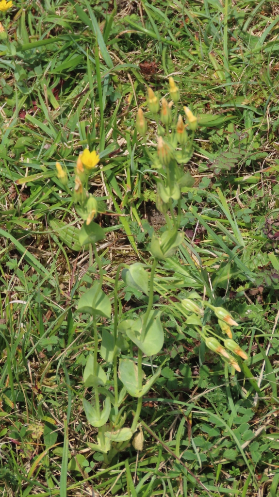 Yellow-Wort